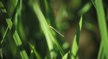 Asia-Pacific shifting towards sustainable, agro-ecological food production